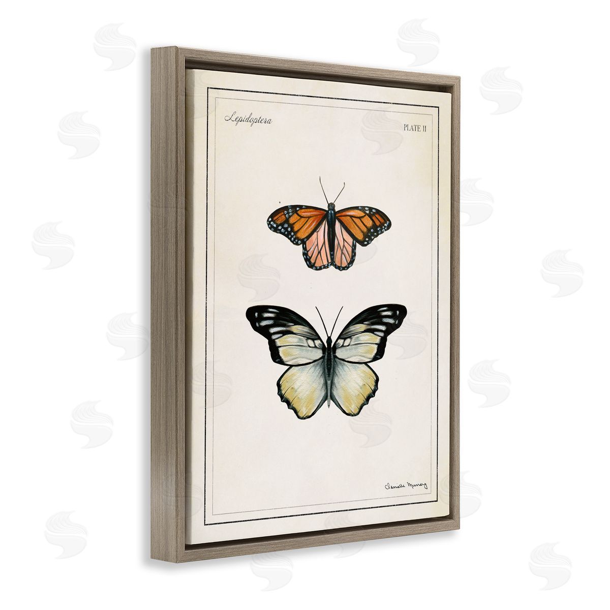 Danielle Murray | Manor House Butterflies