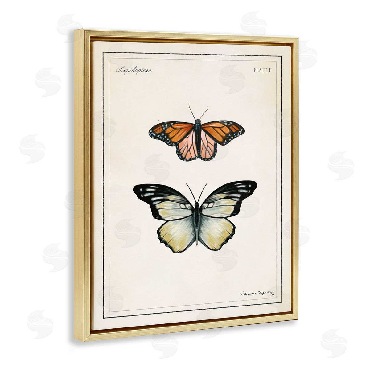 Danielle Murray | Manor House Butterflies