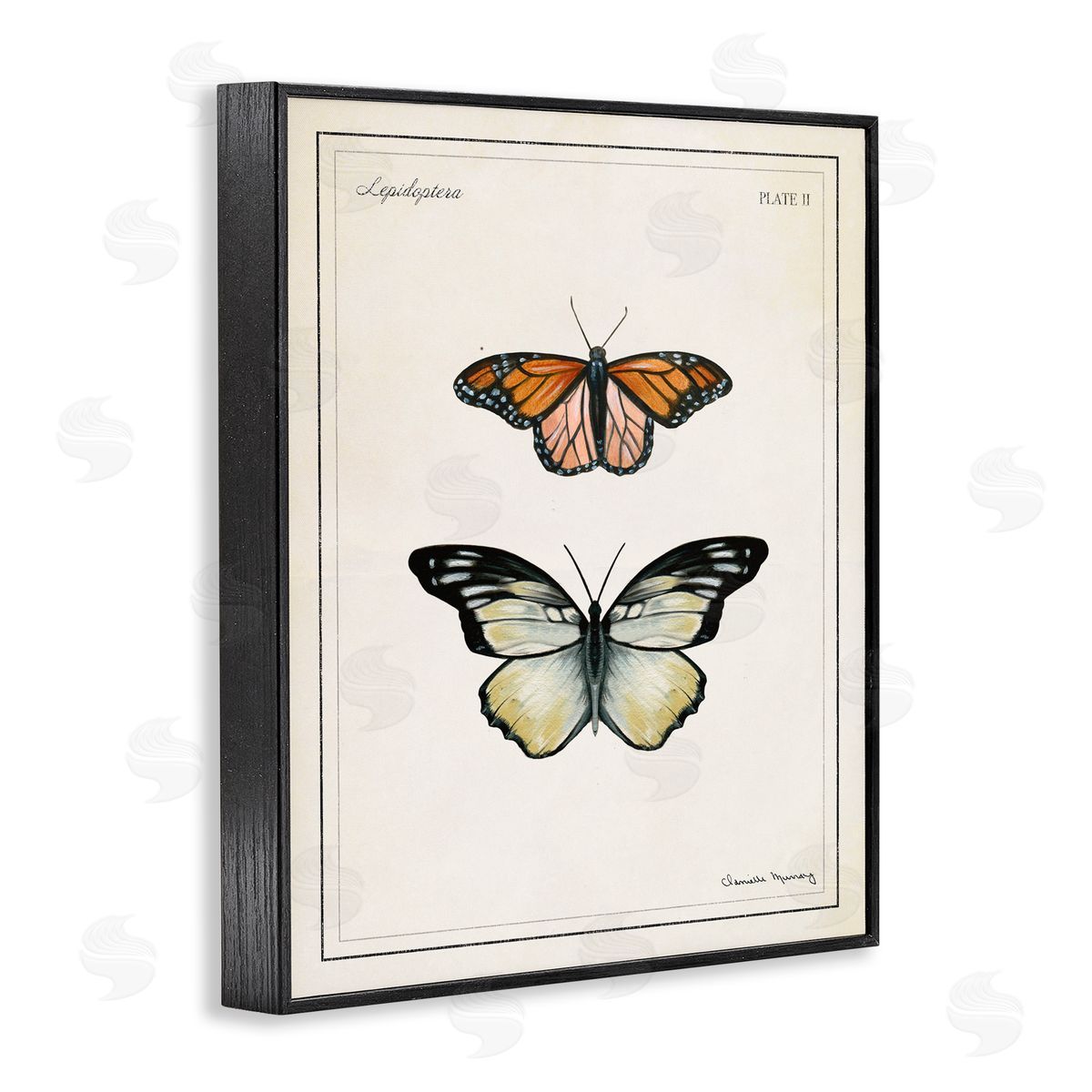 Danielle Murray | Manor House Butterflies