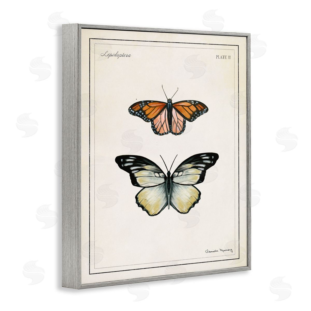Danielle Murray | Manor House Butterflies