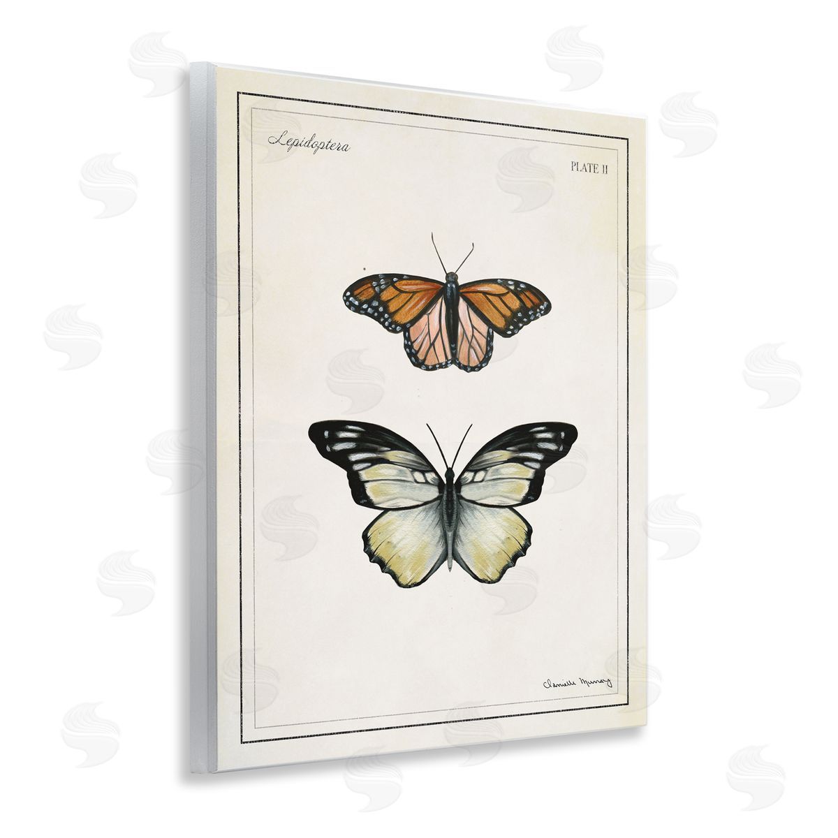 Danielle Murray | Manor House Butterflies