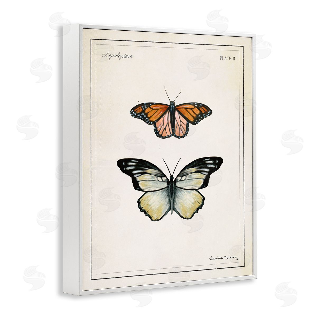 Danielle Murray | Manor House Butterflies
