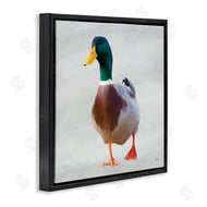 Renel Peters | Mallard Duck Squawking