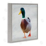 Renel Peters | Mallard Duck Squawking
