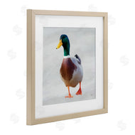 Renel Peters | Mallard Duck Squawking