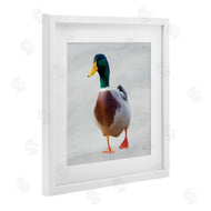 Renel Peters | Mallard Duck Squawking