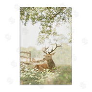 Leah Straatsma | White Tailed Deer Portrait
