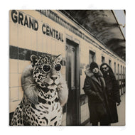 Sophie 6 | Grand Central Cat Glamour