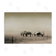 Roberta Murray | The Herd Monochrome Horses
