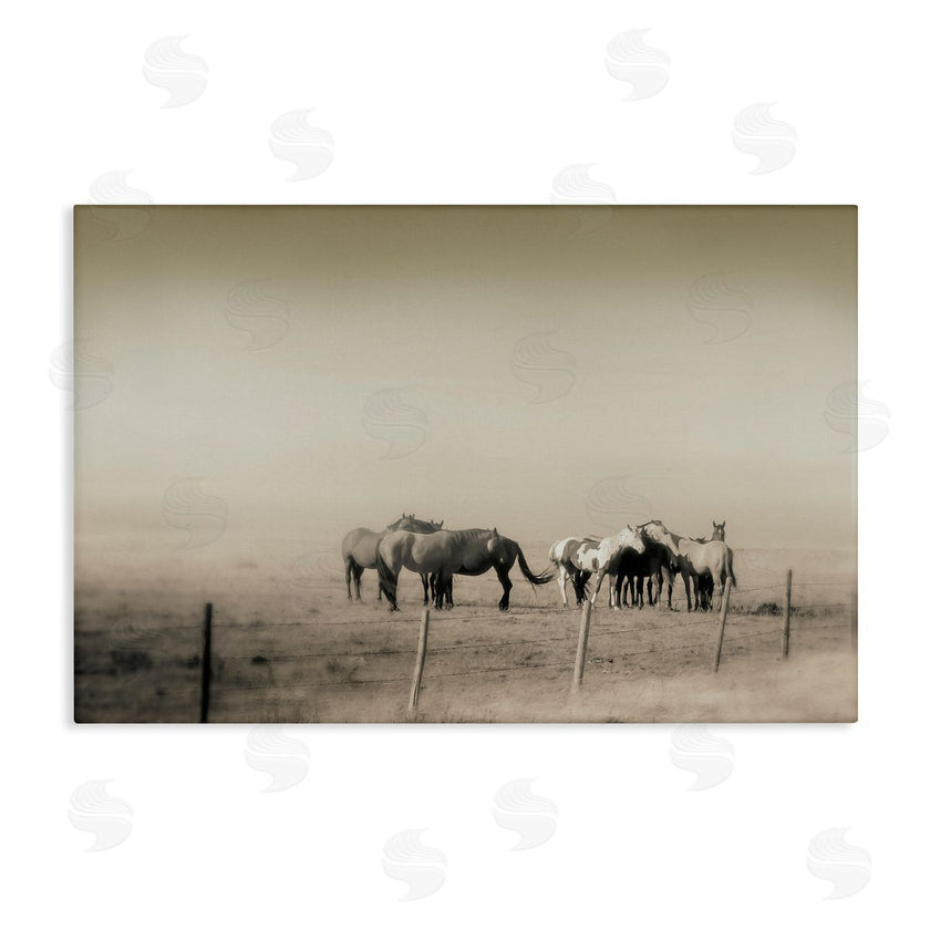 Roberta Murray | The Herd Monochrome Horses