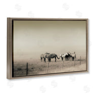 Roberta Murray | The Herd Monochrome Horses