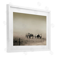 Roberta Murray | The Herd Monochrome Horses