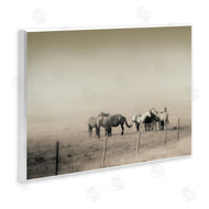 Roberta Murray | The Herd Monochrome Horses