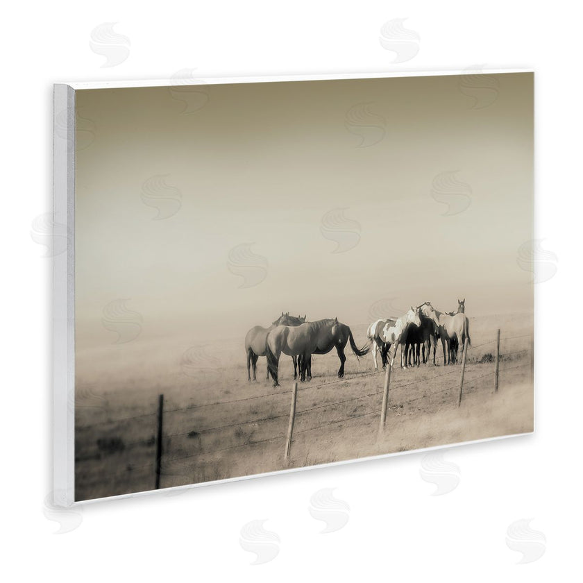 Roberta Murray | The Herd Monochrome Horses