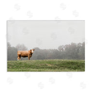 J:L Design | Highland Grace Cattle