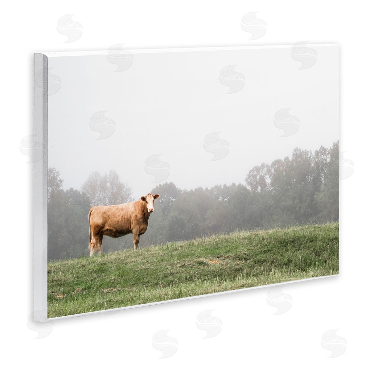 J:L Design Highland Grace Cattle Canvas Wall Art Print