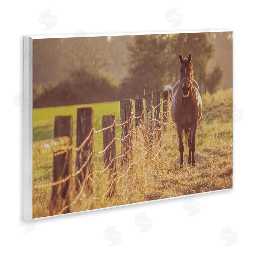 Norm Stelfox | Horse's Farm at Dawn