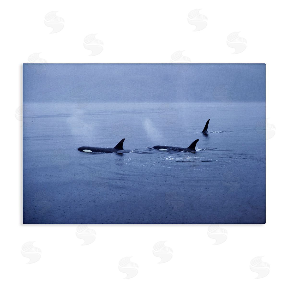 Norm Stelfox Orca Whispers Seascape Canvas Wall Art Print