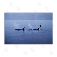Norm Stelfox | Orca Whispers Seascape
