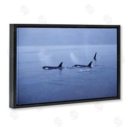 Norm Stelfox | Orca Whispers Seascape