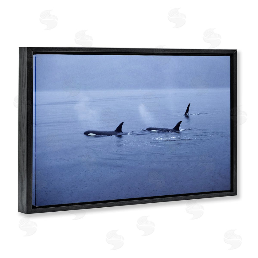 Norm Stelfox | Orca Whispers Seascape