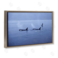 Norm Stelfox | Orca Whispers Seascape