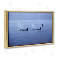 Norm Stelfox | Orca Whispers Seascape