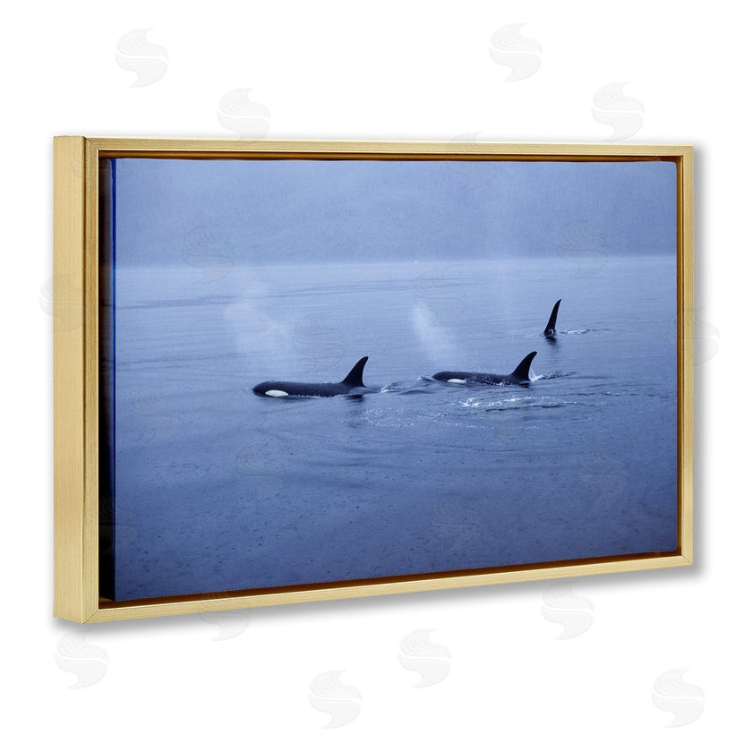 Norm Stelfox | Orca Whispers Seascape