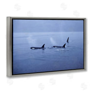 Norm Stelfox | Orca Whispers Seascape