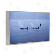 Norm Stelfox | Orca Whispers Seascape