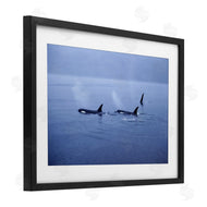 Norm Stelfox | Orca Whispers Seascape