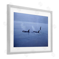 Norm Stelfox | Orca Whispers Seascape