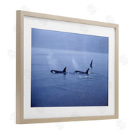 Norm Stelfox | Orca Whispers Seascape