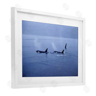 Norm Stelfox | Orca Whispers Seascape
