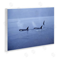 Norm Stelfox | Orca Whispers Seascape