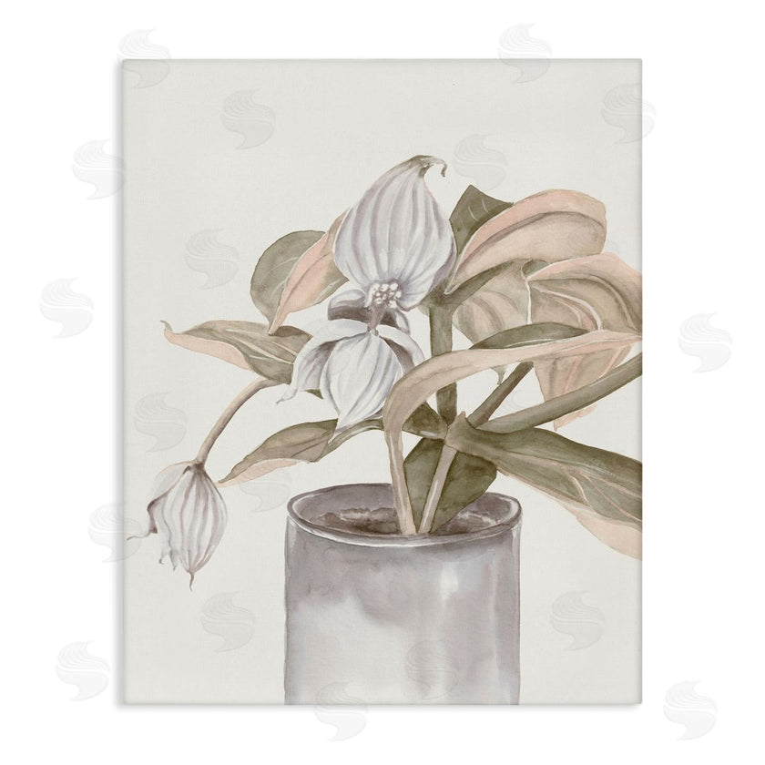 Errico & Slyp | Potted Medinilla Magnifica