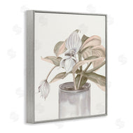 Errico & Slyp | Potted Medinilla Magnifica