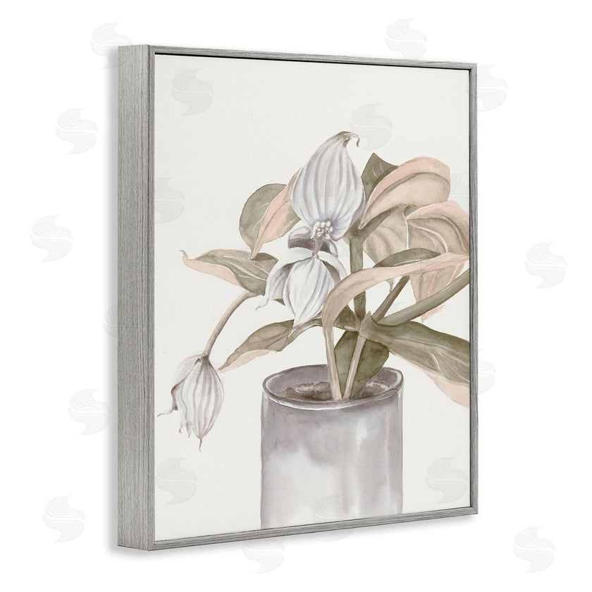 Errico & Slyp | Potted Medinilla Magnifica