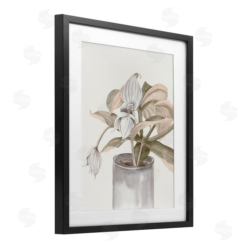 Errico & Slyp | Potted Medinilla Magnifica