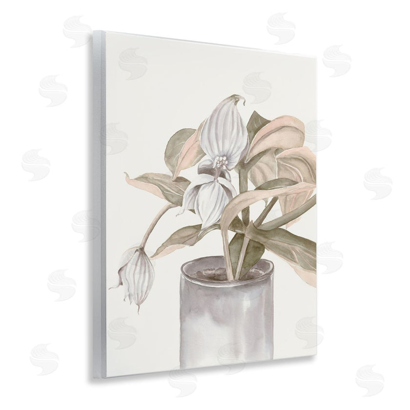 Errico & Slyp | Potted Medinilla Magnifica