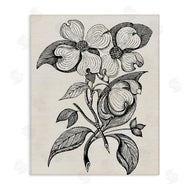 Karen Smith | Classic Cut of Dogwood