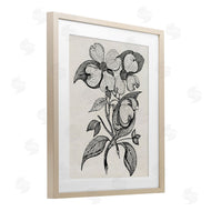 Karen Smith | Classic Cut of Dogwood