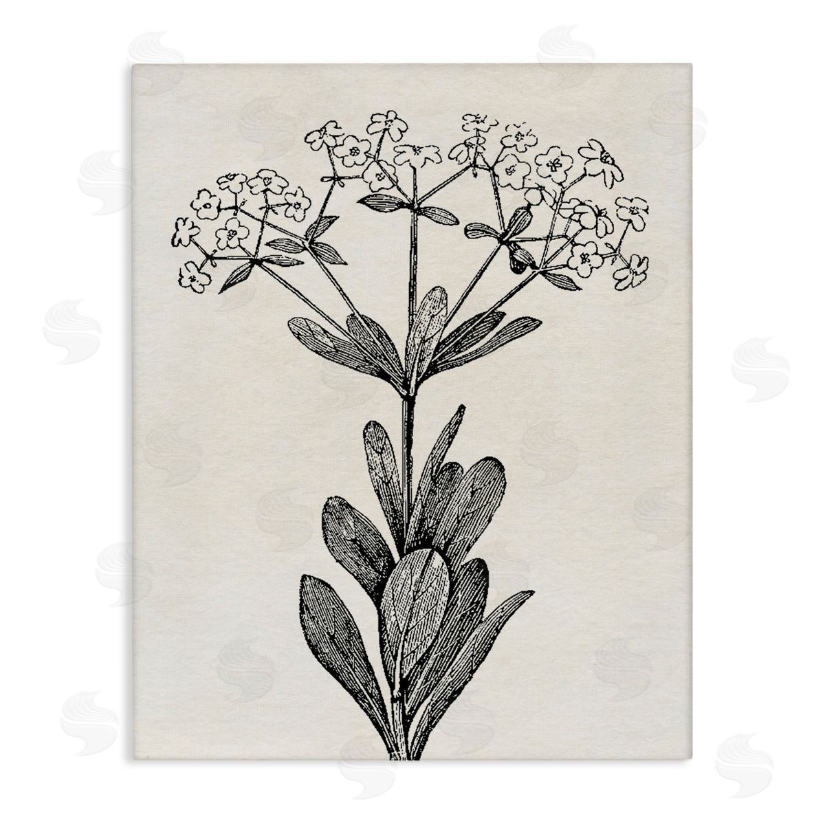 Karen Smith Classic Cuts Botanicals Canvas Wall Art Print