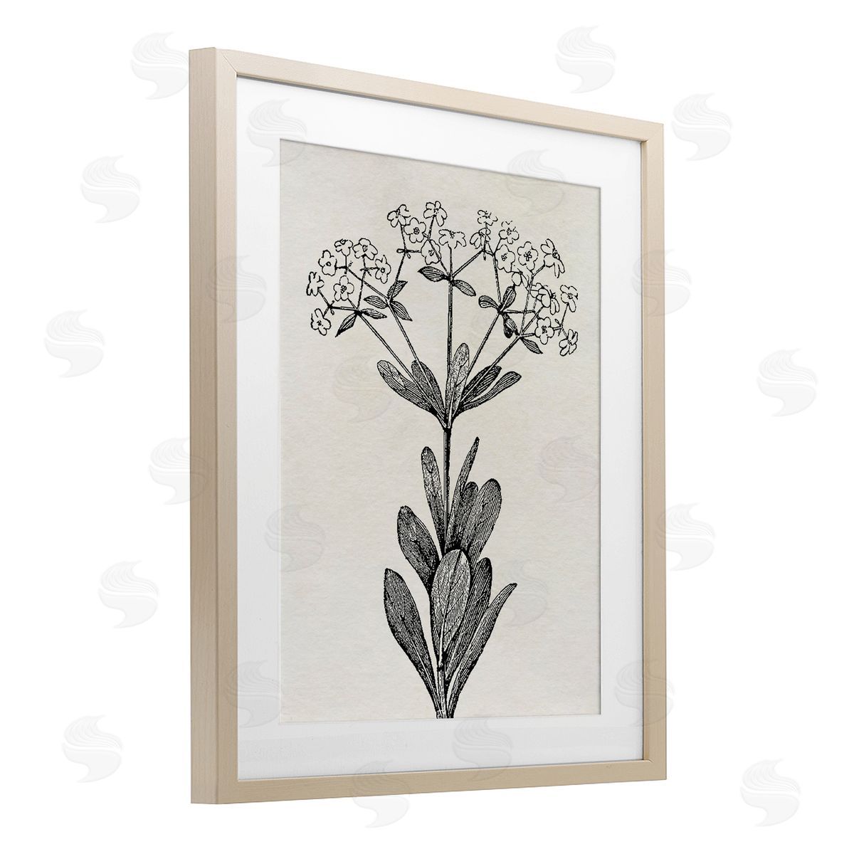 Karen Smith Classic Cuts Botanicals Canvas Wall Art Print