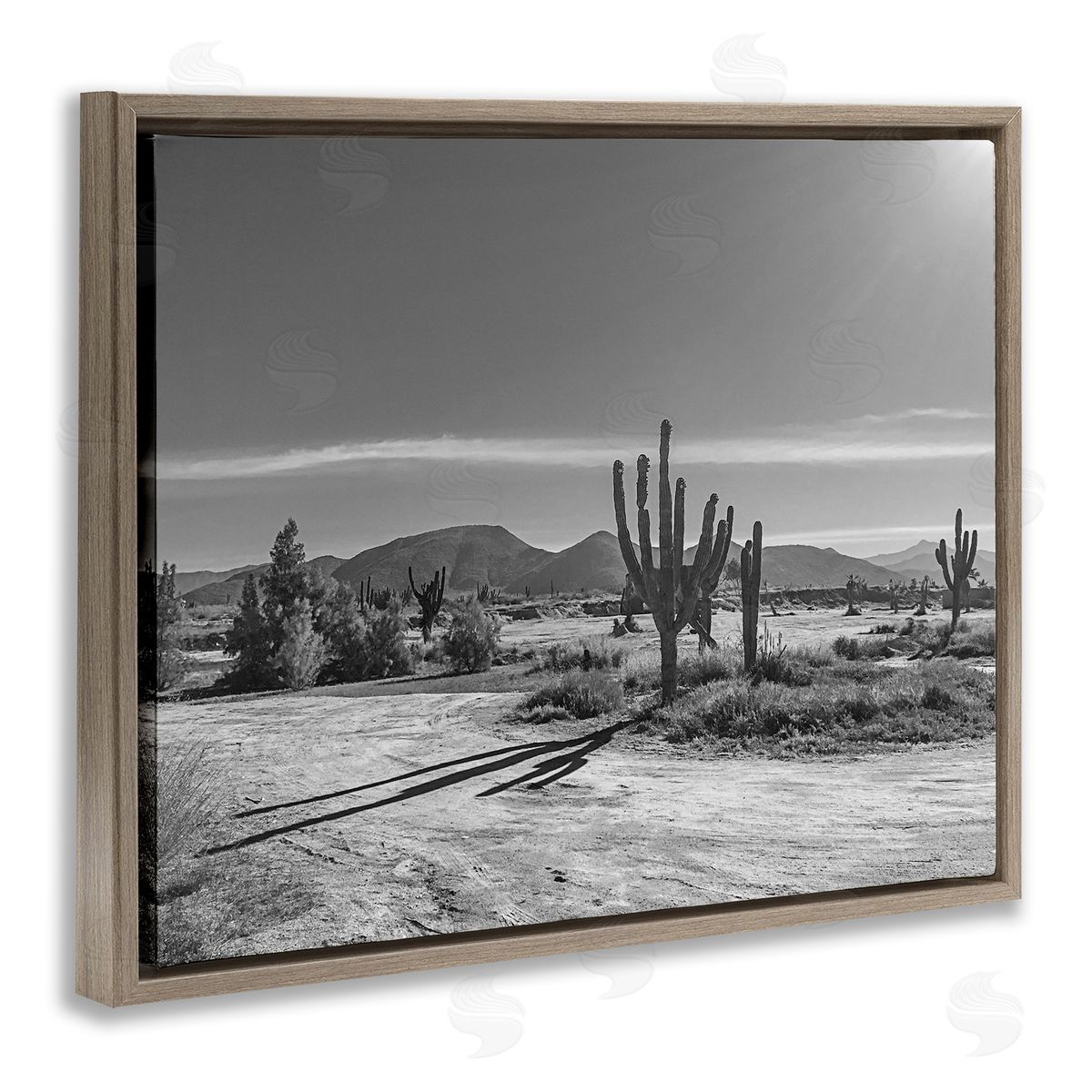 Norm Stelfox Sunlit Cactus Valley Canvas Wall Art Print