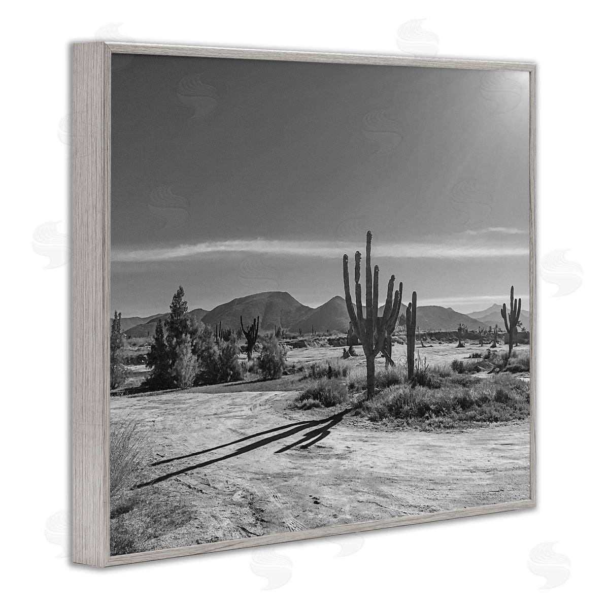Norm Stelfox Sunlit Cactus Valley Canvas Wall Art Print