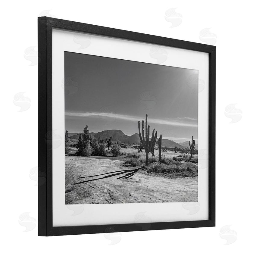 Norm Stelfox | Sunlit Cactus Valley