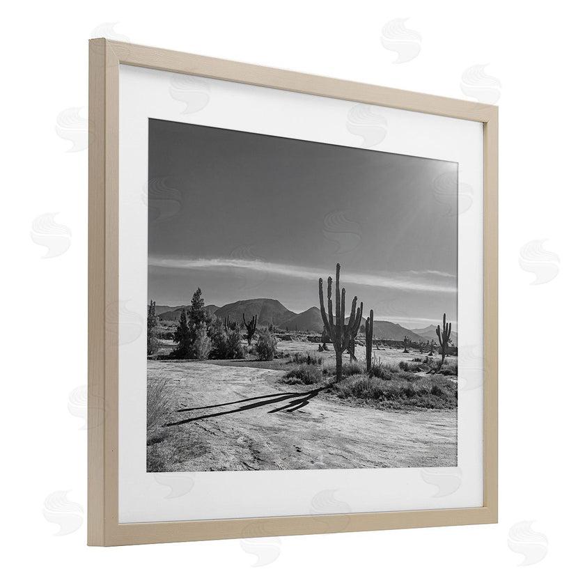 Norm Stelfox | Sunlit Cactus Valley