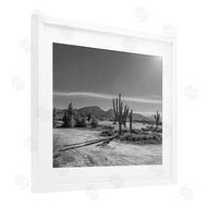Norm Stelfox | Sunlit Cactus Valley