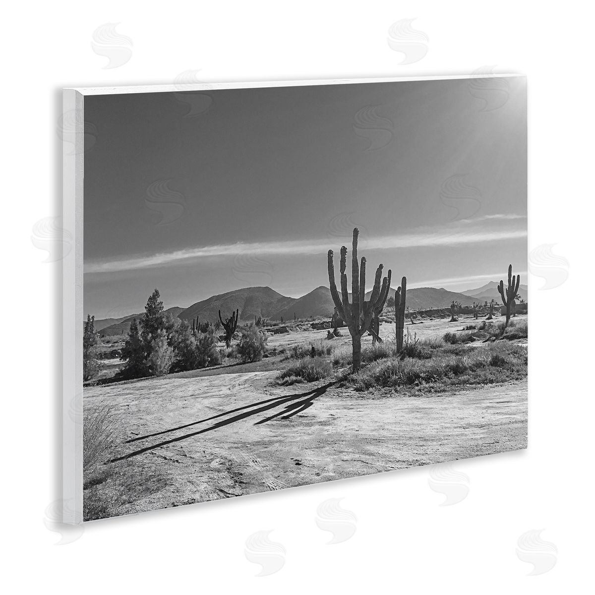 Norm Stelfox Sunlit Cactus Valley Canvas Wall Art Print
